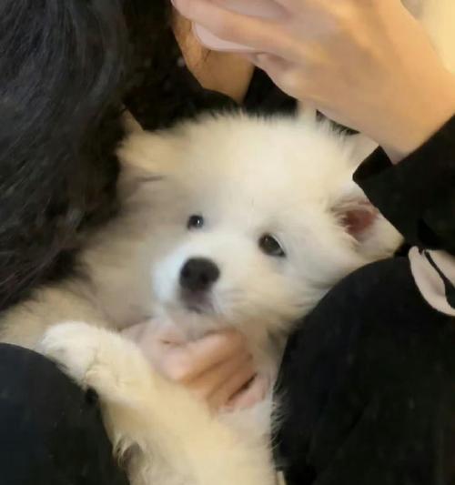探秘以萨摩多久能配狗的奥秘（揭秘以萨摩犬与其他狗种的搭配时机和要点）