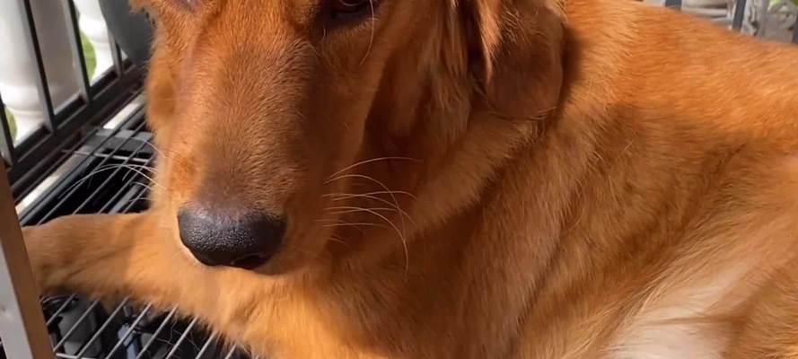 金毛犬月经周期及注意事项（了解金毛犬的生理周期，给它最好的呵护）