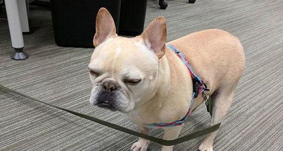 斗牛犬的懂事之路（斗牛犬成长的关键时期及培养方法）