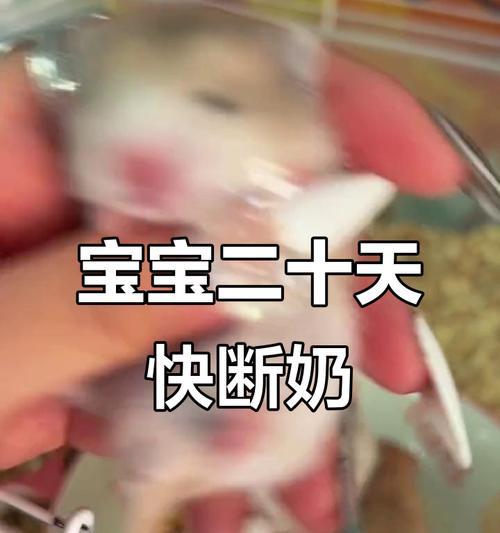 仓鼠断奶时机的选择（仓鼠断奶时间的重要性及影响因素）