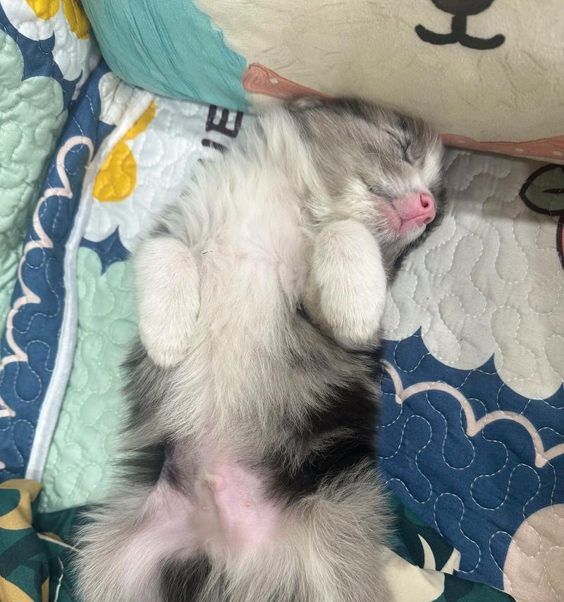 狗狗睡眠需求解析（揭秘狗狗睡眠时间及其重要性）