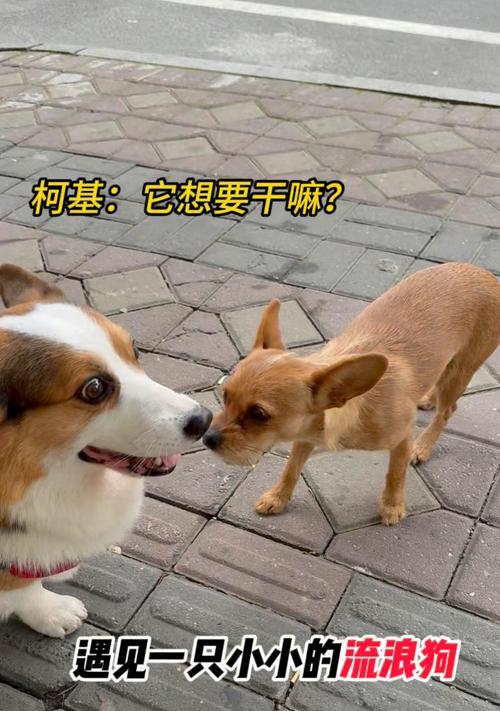 三个月柯基的适宜溜狗时间（如何科学合理地规划三个月柯基的户外活动）