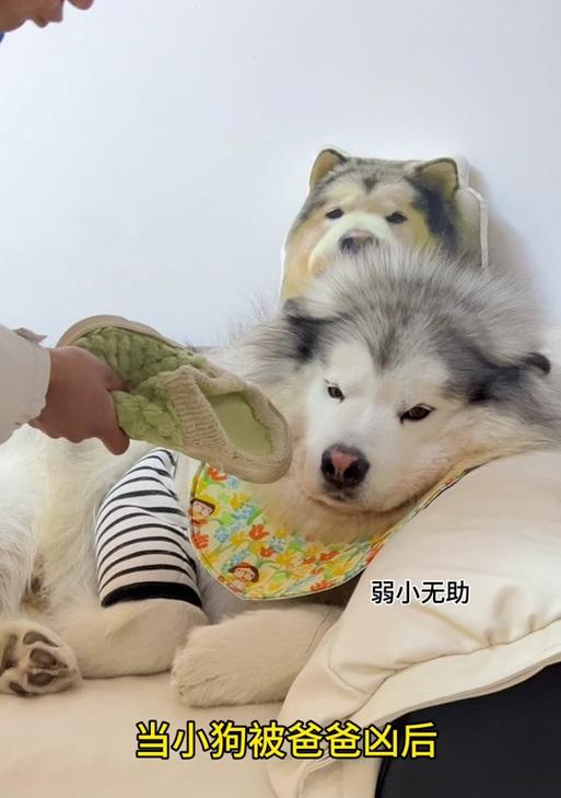 如何应对陌生狗狗的攻击（保护自己和狗狗的关键措施）