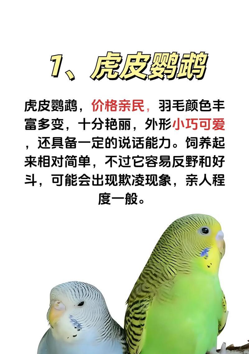 宠物鹦鹉的寿命究竟有多久？（揭秘宠物鹦鹉的长寿秘密，保护鹦鹉健康的关键是什么？）