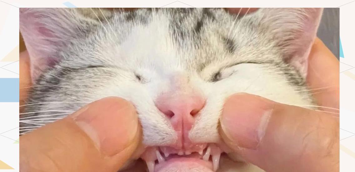 小猫换牙周期及注意事项（探索小猫牙齿的成长过程与保健要点）