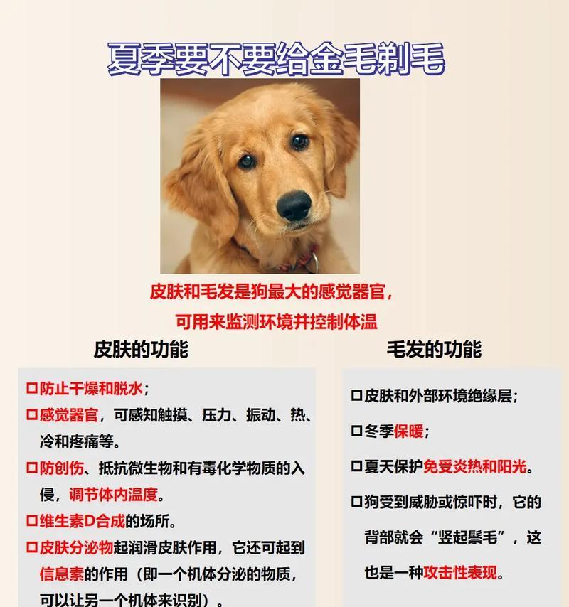 探讨金毛为何五个月不长个子及相应的处理方法（金毛的生长瓶颈及如何促进其生长发育）