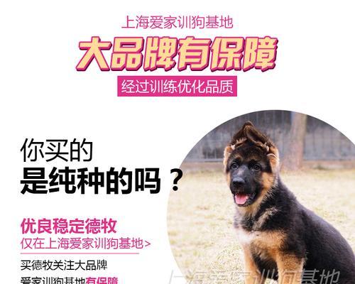 德国牧羊犬的驱虫周期和方法（了解德国牧羊犬的驱虫需求，让它们健康成长）