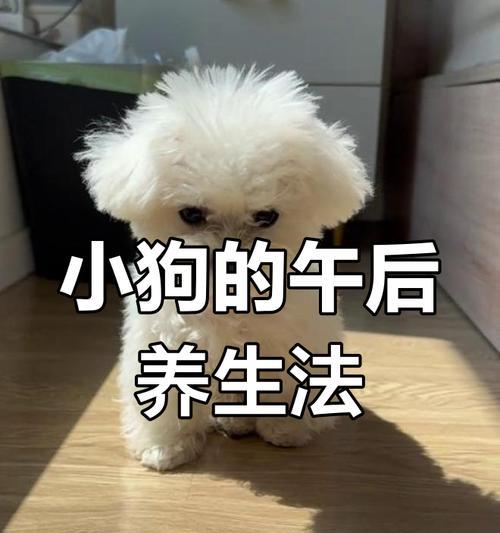 狗狗晒太阳的适宜时间及注意事项（狗狗太阳浴的益处及正确方法）