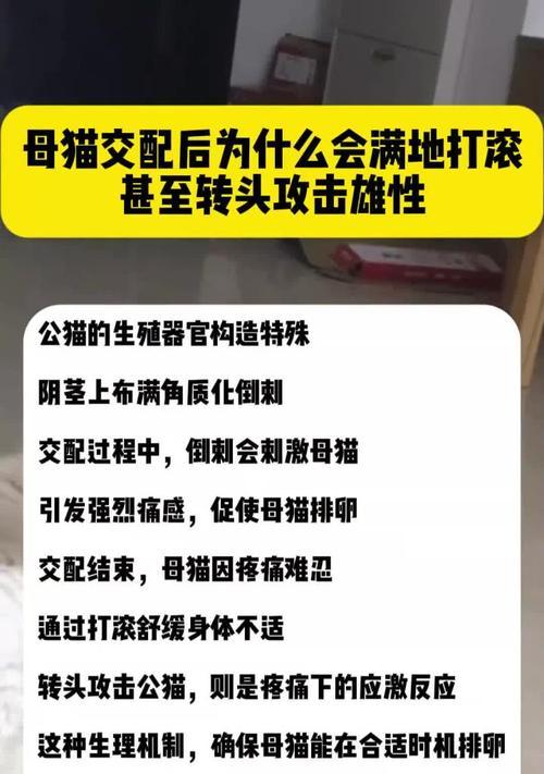 猫咪生完后多久可以配种的最佳时间（了解猫咪产后休养期以及适宜配种的时间段）