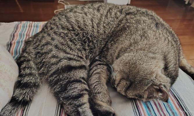 猫咪的舒适温度（高温下的猫咪保护与饮水技巧）