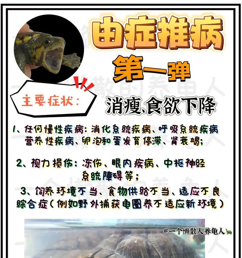 乌龟不吃东西的原因及解决方法（揭秘乌龟不进食的背后原因，帮助你解决乌龟饮食问题）