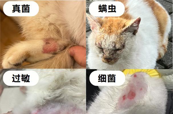 幼猫皮肤病的治愈时间及护理方法
