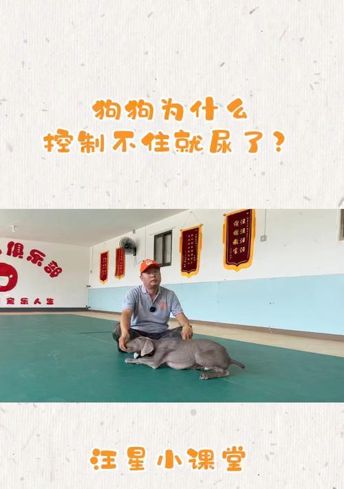 狗狗7个月能憋多久尿？（揭秘狗狗尿意憋持力与培养训练）