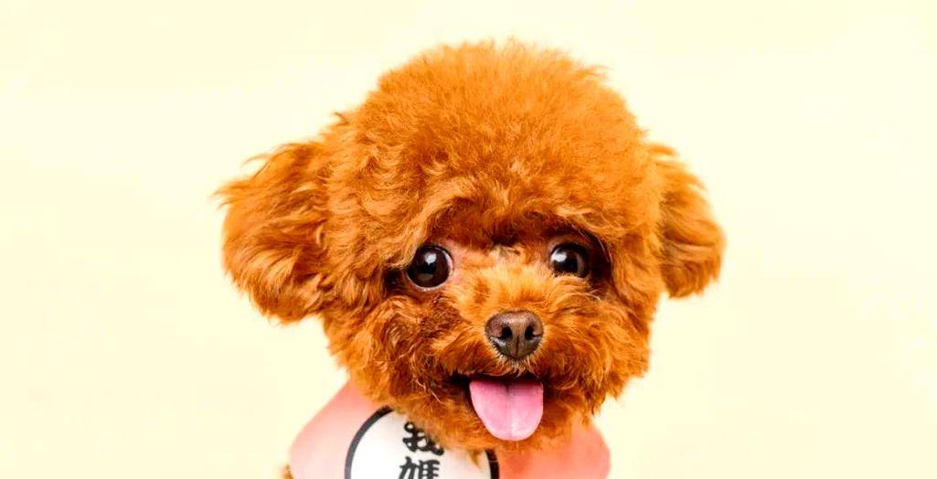 九个月泰迪断尾后的疼痛时长（探索泰迪断尾后的疼痛持续时间及处理方法）