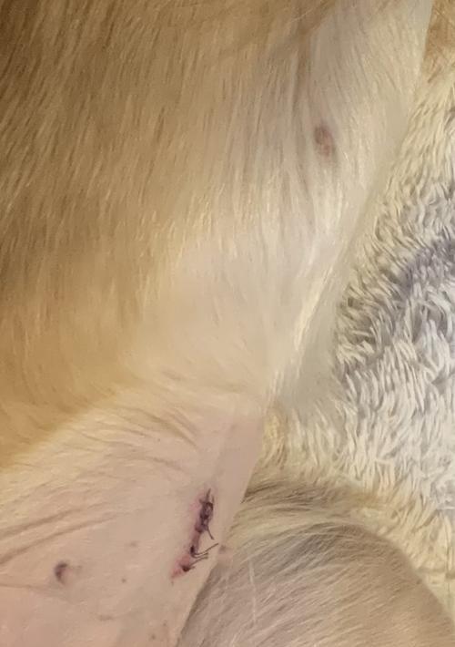 母狗绝育后的恢复时间与注意事项（绝育手术对母狗的影响及合理的康复安排）