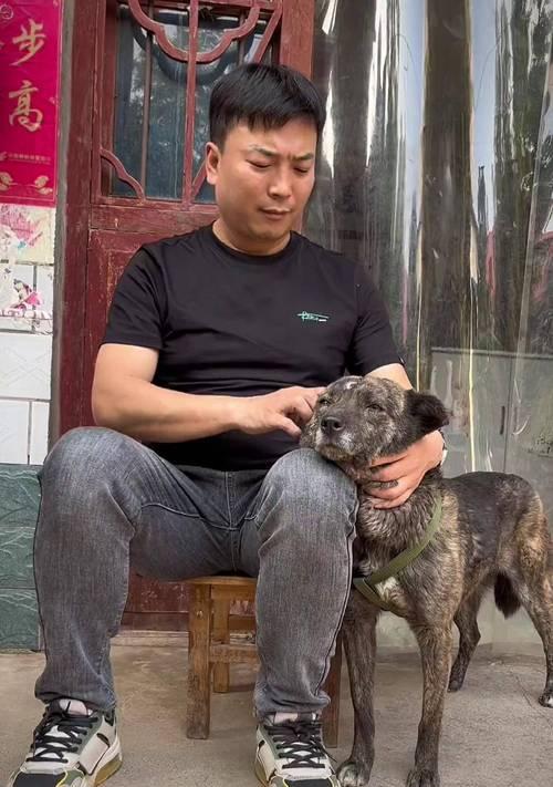 狗狗脑震荡危险期有多长？（了解狗狗脑震荡危险期的重要性及应对策略）