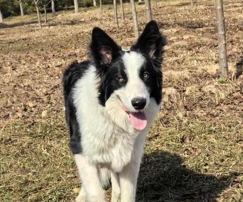 边境牧羊犬绝育的最佳时机（为什么8个月是最合适的年龄？）