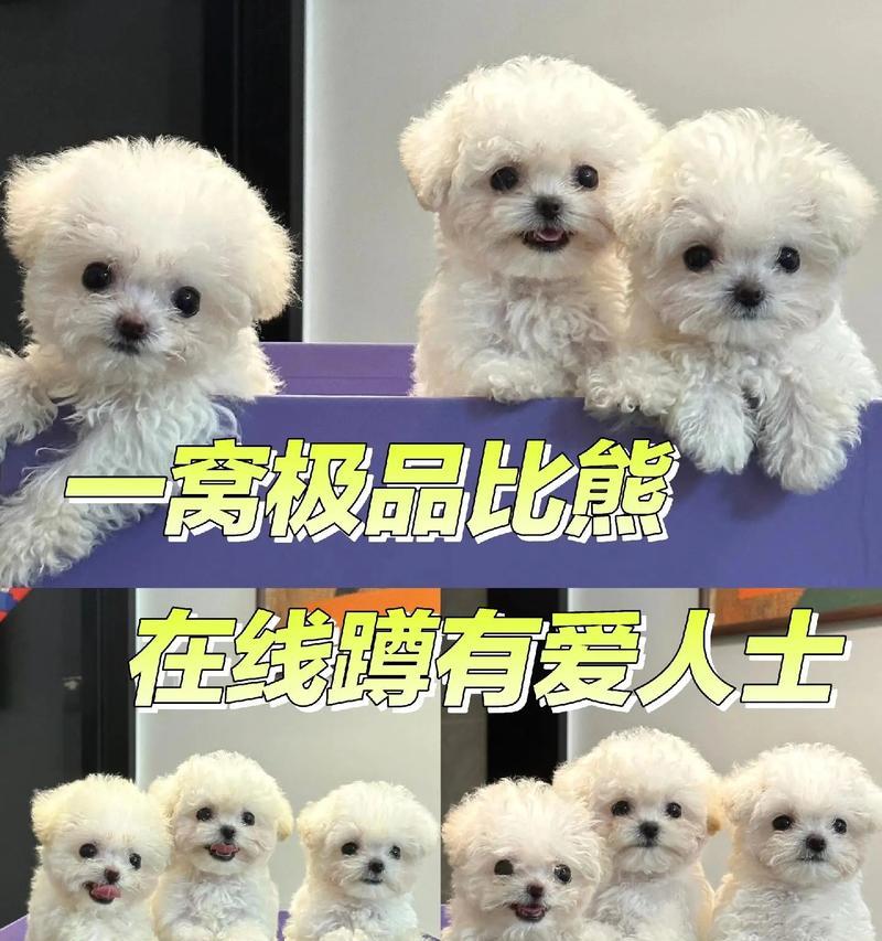 比熊的繁殖周期及生产率调查（揭秘比熊生产周期，了解它们的繁殖特点和孕期护理）