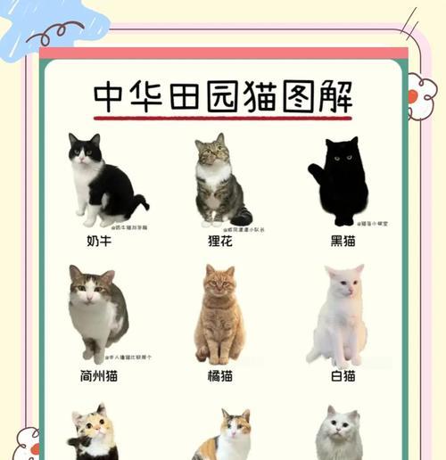 猫的遗传特征解析（探索猫科动物基因的奥秘）