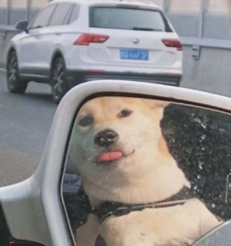以怕炮的狗（揭秘战场上的战犬和他们的勇敢故事）