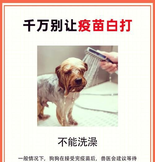 狗狗洗澡的频率（探究狗狗洗澡的最佳周期及注意事项）