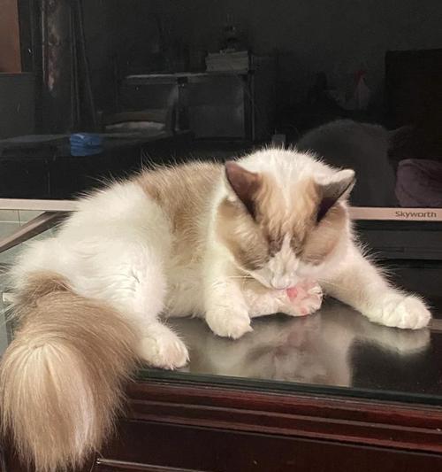 猫咪绝育后多久可以摘除圈套？（了解正确的摘除圈套时间，关注猫咪的健康与幸福）