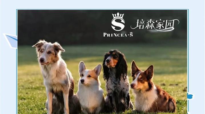 拆家狗狗问题解决之道（有效阻止狗狗拆家行为的五种方法）