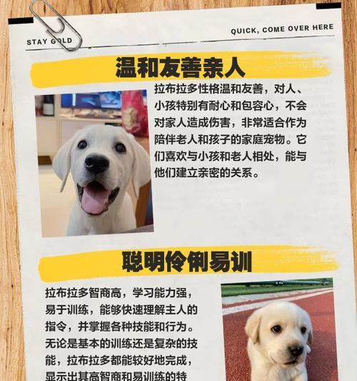 拉布拉多的性格成熟需要多久？（探索拉布拉多成熟的关键时期及特点）