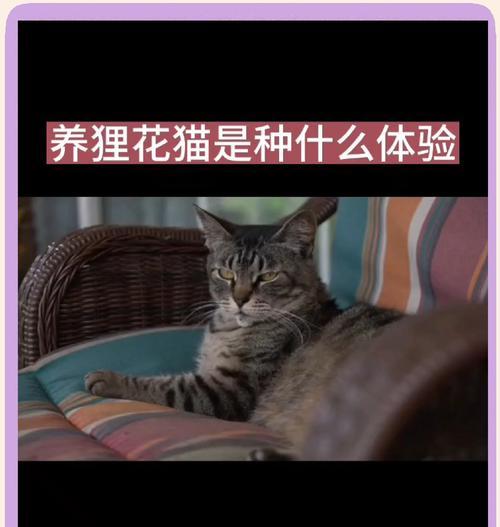 狸花猫——一款可爱活泼的宠物选择（了解狸花猫的特点与养护，让你成为合格的狸花猫主人）