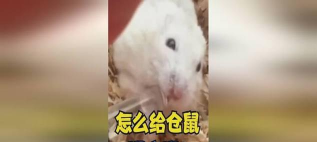 为什么仓鼠不喝水？（千万不要喂生水！）