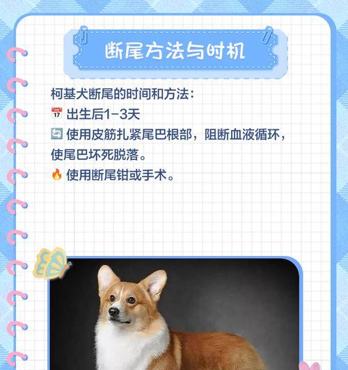 柯基断尾（了解柯基犬断尾的好处与坏处）