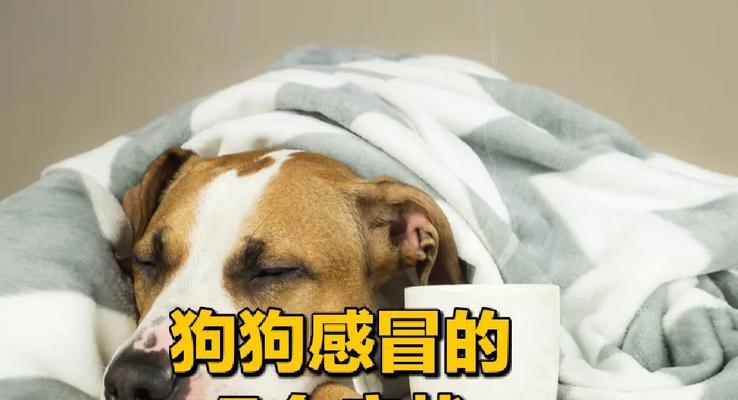 狗狗鼻子感冒的症状及处理方法（了解狗狗鼻子感冒的常见症状和有效的治疗措施）