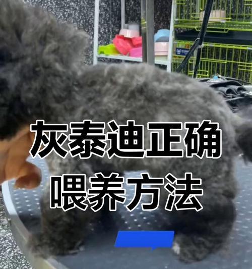 泰迪宠物全攻略（从幼犬到成年犬，你需要知道的一切）