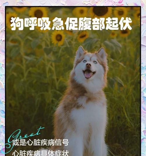保护狗狗健康的重要指标——体温、心跳和呼吸（了解狗狗正常的生理指标，守护它们的健康）