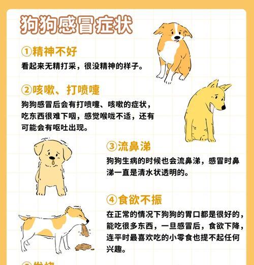 揭秘狗狗打喷嚏的原因及判断方式（了解狗狗打喷嚏的关键，呼吸系统异常应警惕）