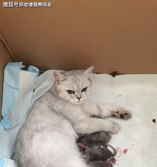猫妈妈刚生产了小猫，铲屎官需及时介入