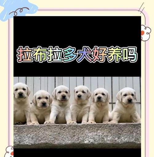 拉布拉多一天需要流多久的时间？（揭秘拉布拉多流水时间的重要性与具体需求）