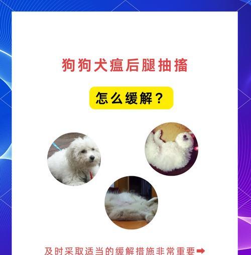 狗狗体温异常会引起的问题（狗狗体温异常可能导致的健康问题及预防措施）