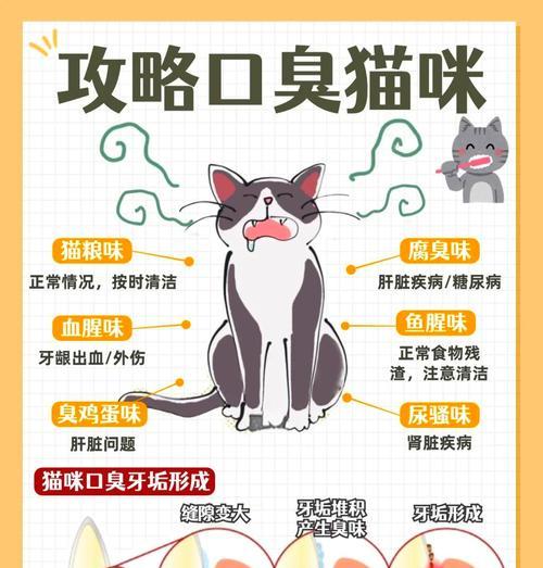 猫死后多久会臭？（揭秘猫咪身后的气味之谜）