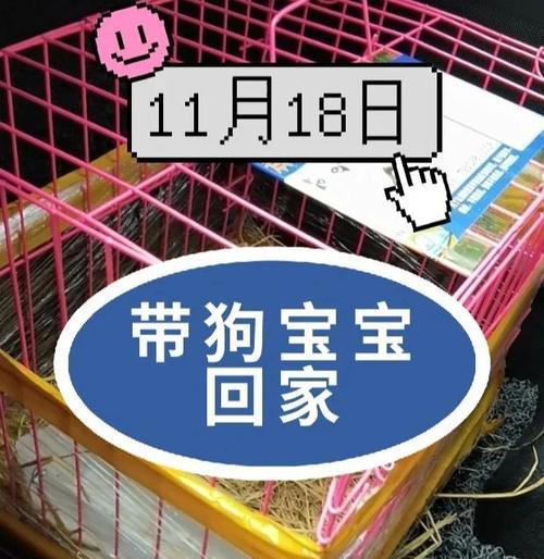 新犬到家须知，关爱从第一天开始（如何顺利迎接新犬生活，让它快速适应新环境）