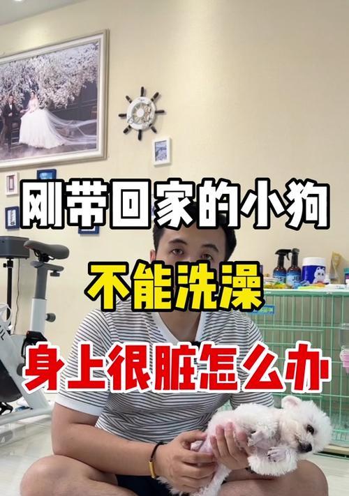狗洗澡后应打疫苗多久？（了解适时打疫苗，保护爱犬健康）