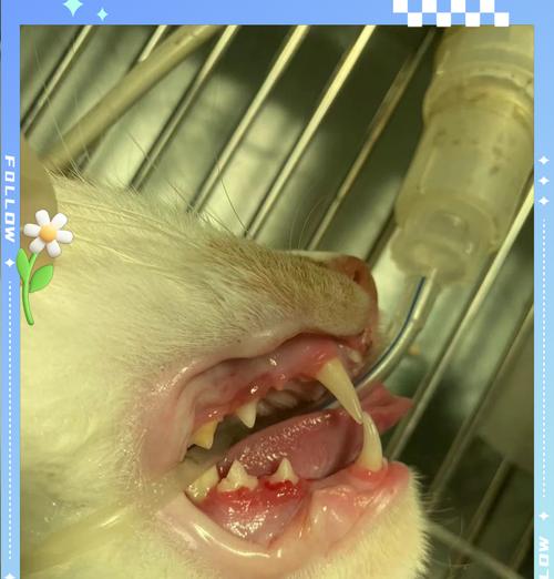 探索猫口腔疾病（保护您的猫，给它一个健康的口腔环境）