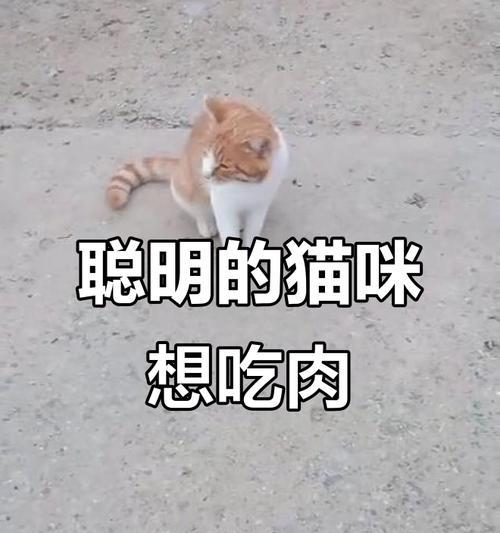 小猫何时可以开始吃肉？（营养需求与逐渐过渡的关键）