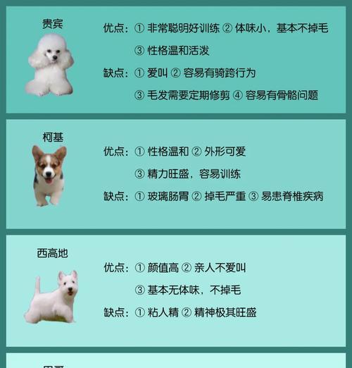 不掉毛的狗狗品种排行榜（收藏这份清单，选择适合你的宠物伙伴吧！）