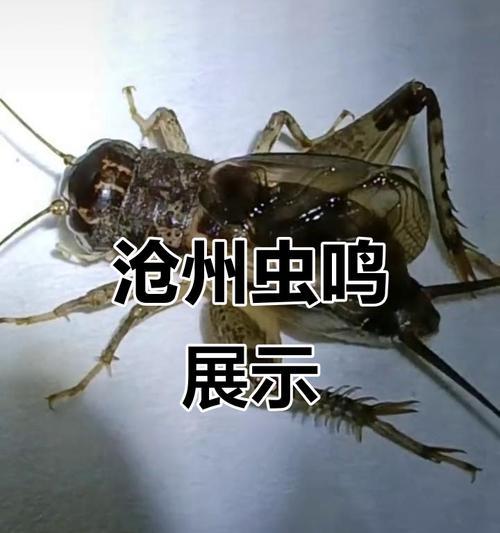 蟋蟀鸣叫的原因及相关因素（探究蟋蟀鸣叫的生态功能和环境适应性）