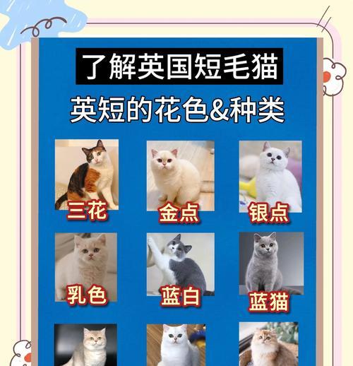 英短猫（了解英短猫的价格和如何正确饲养它们）