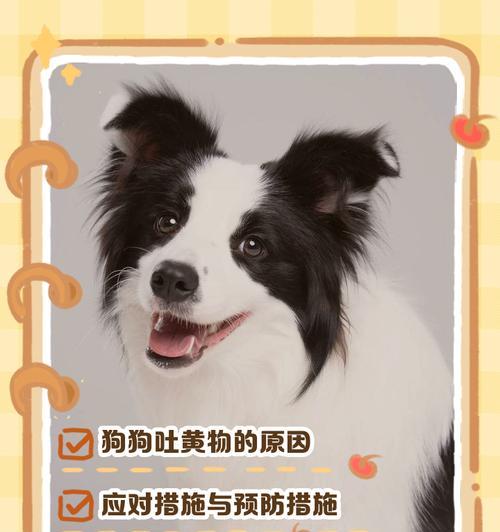 刚生几天的狗拉稀黄屎，可能是饮食方面有问题，或者感冒了（如何改善刚生几天的狗拉稀黄屎问题）