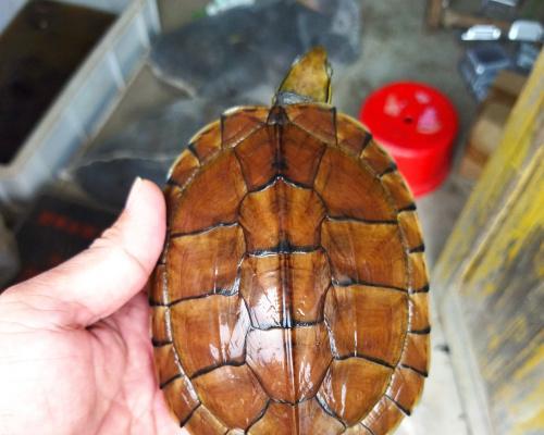 盘点金钱龟的种类和价格（了解金钱龟的类别及其市场价值）