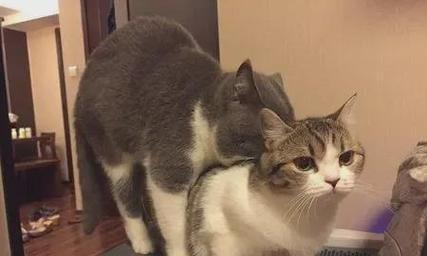 猫咪繁育之谜（探索猫咪生殖能力的限制与机制）