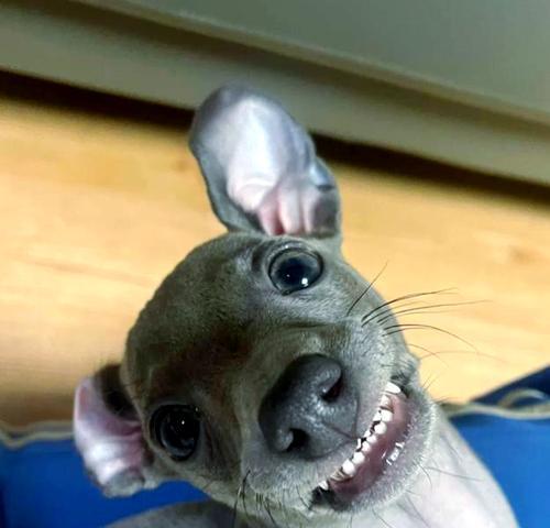灵缇犬的冷门之谜（为何很少人选择养灵缇犬）